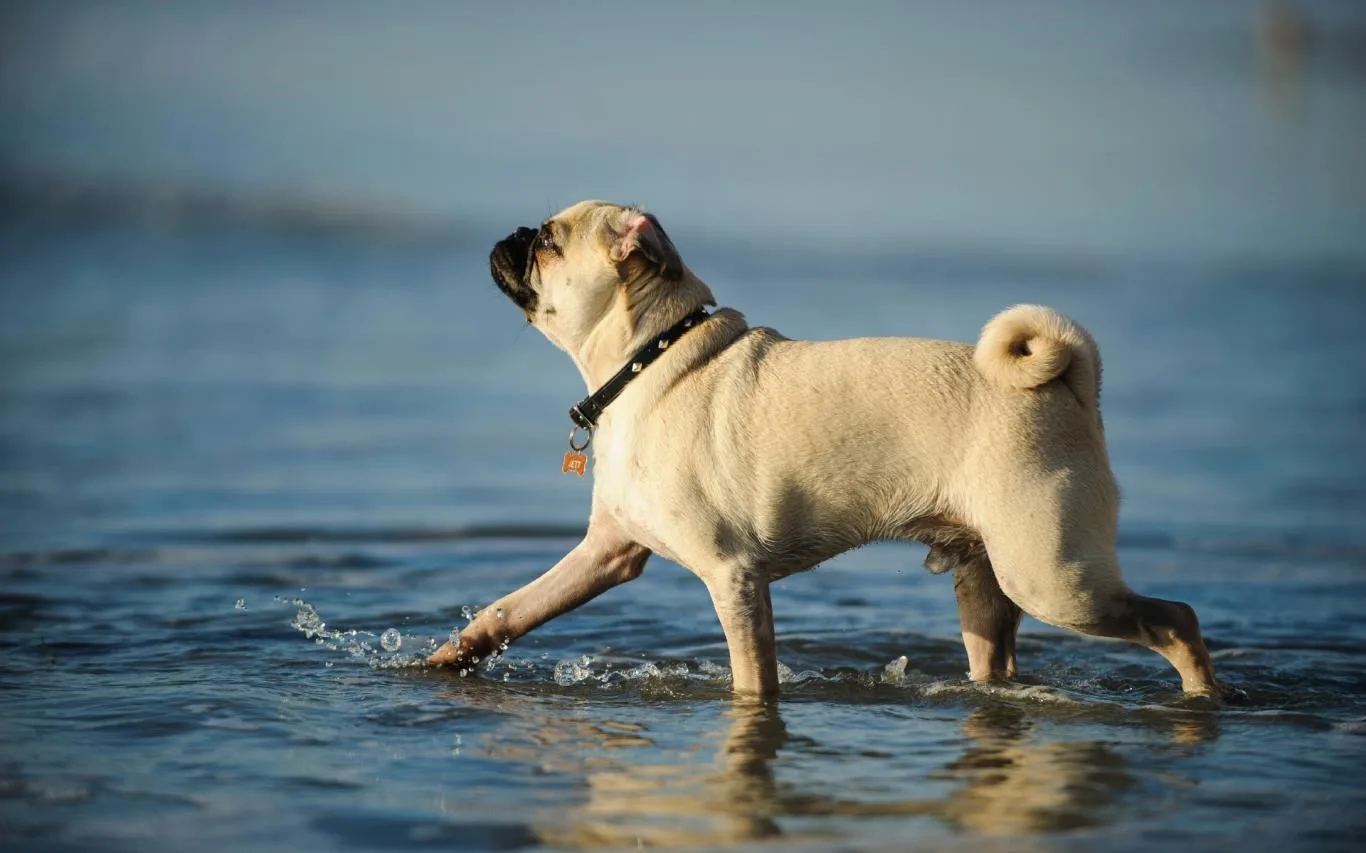 Lovable Pugs screenshot 4