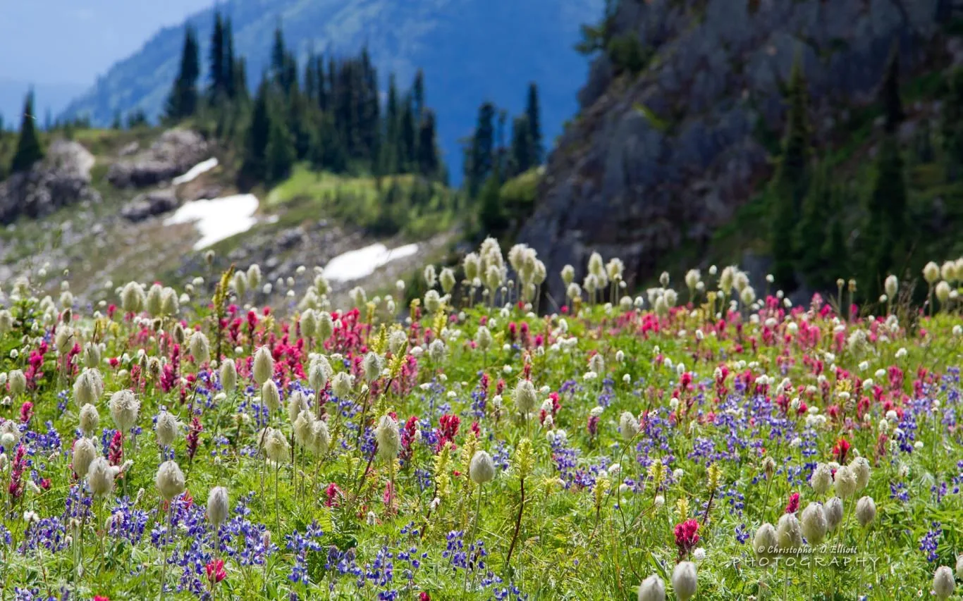 Mount Rainier by Christopher D Elliott screenshot 4