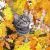 Animals in Autumn