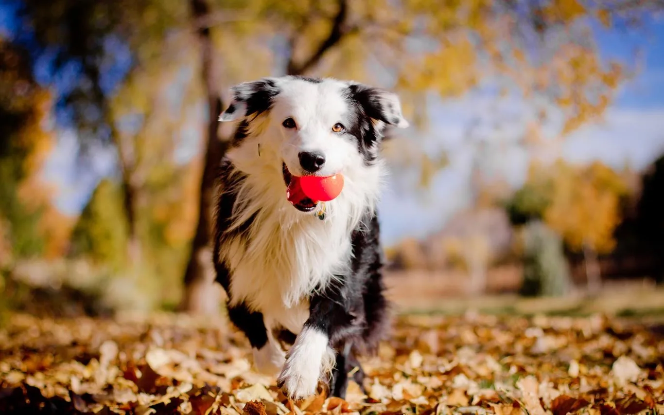 Animals in Autumn screenshot 2