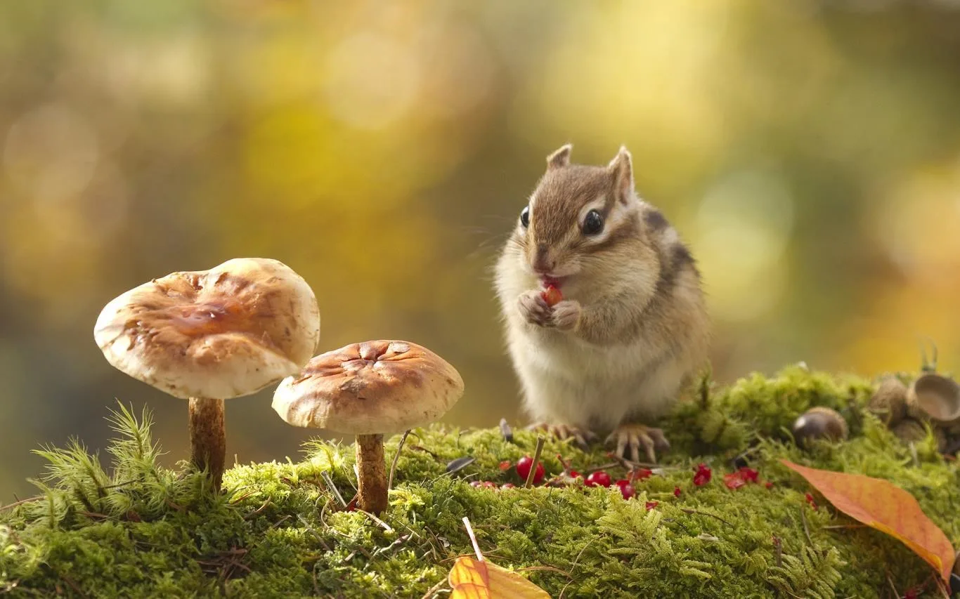 Animals in Autumn screenshot 4