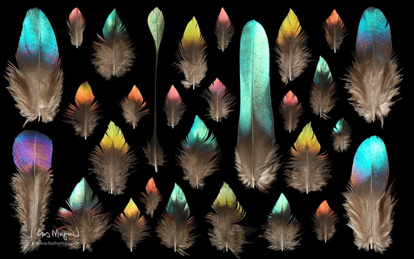 Feather Photos by Chris Maynard screenshot 1