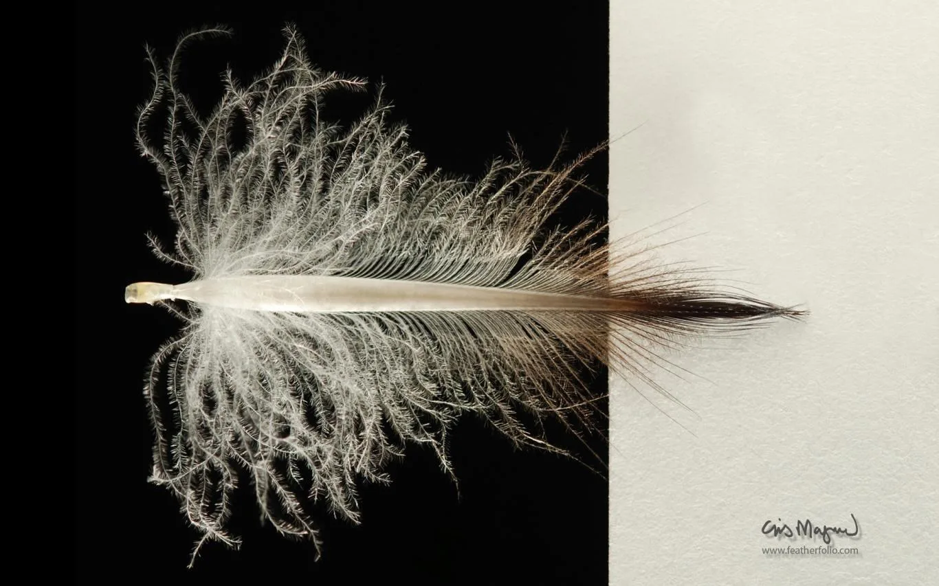 Feather Photos by Chris Maynard screenshot 2