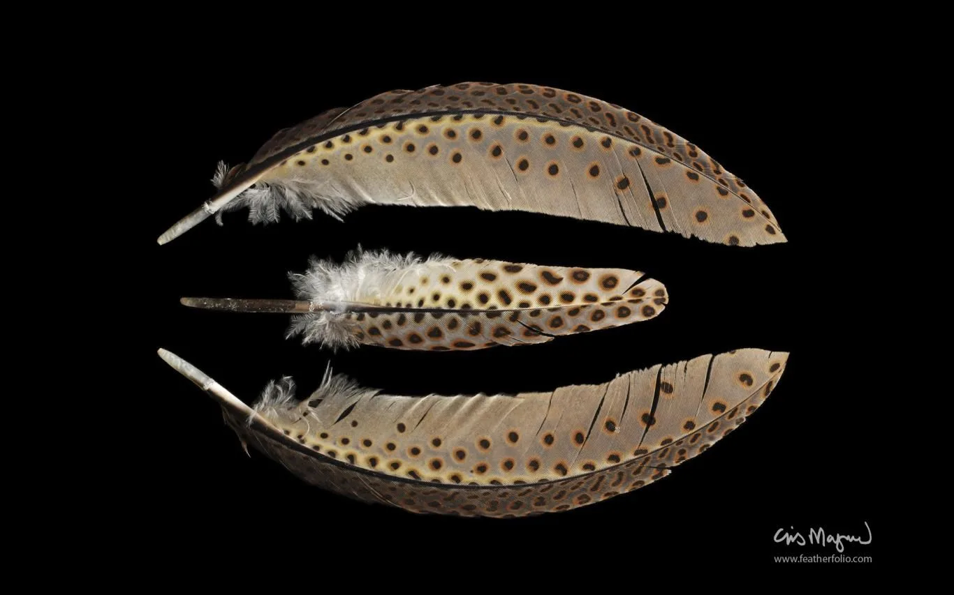 Feather Photos by Chris Maynard screenshot 3