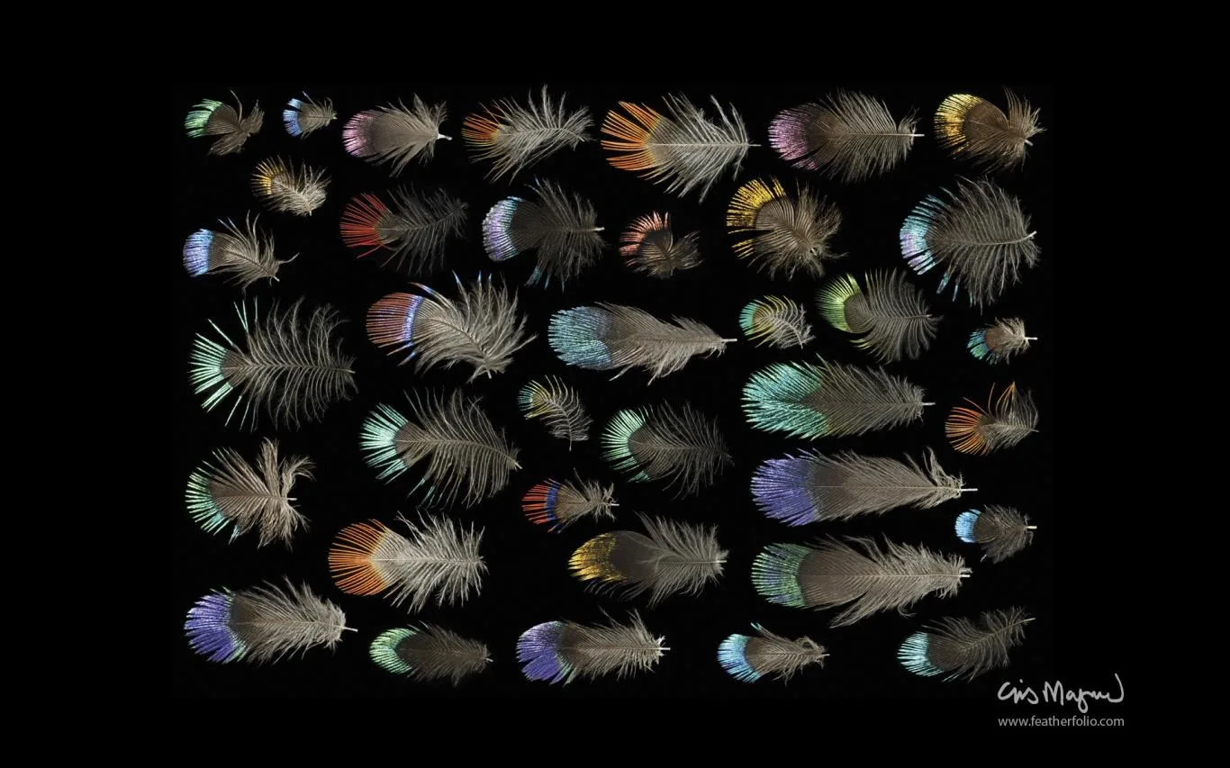 Feather Photos by Chris Maynard screenshot 4