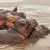 Animal Mothers 2