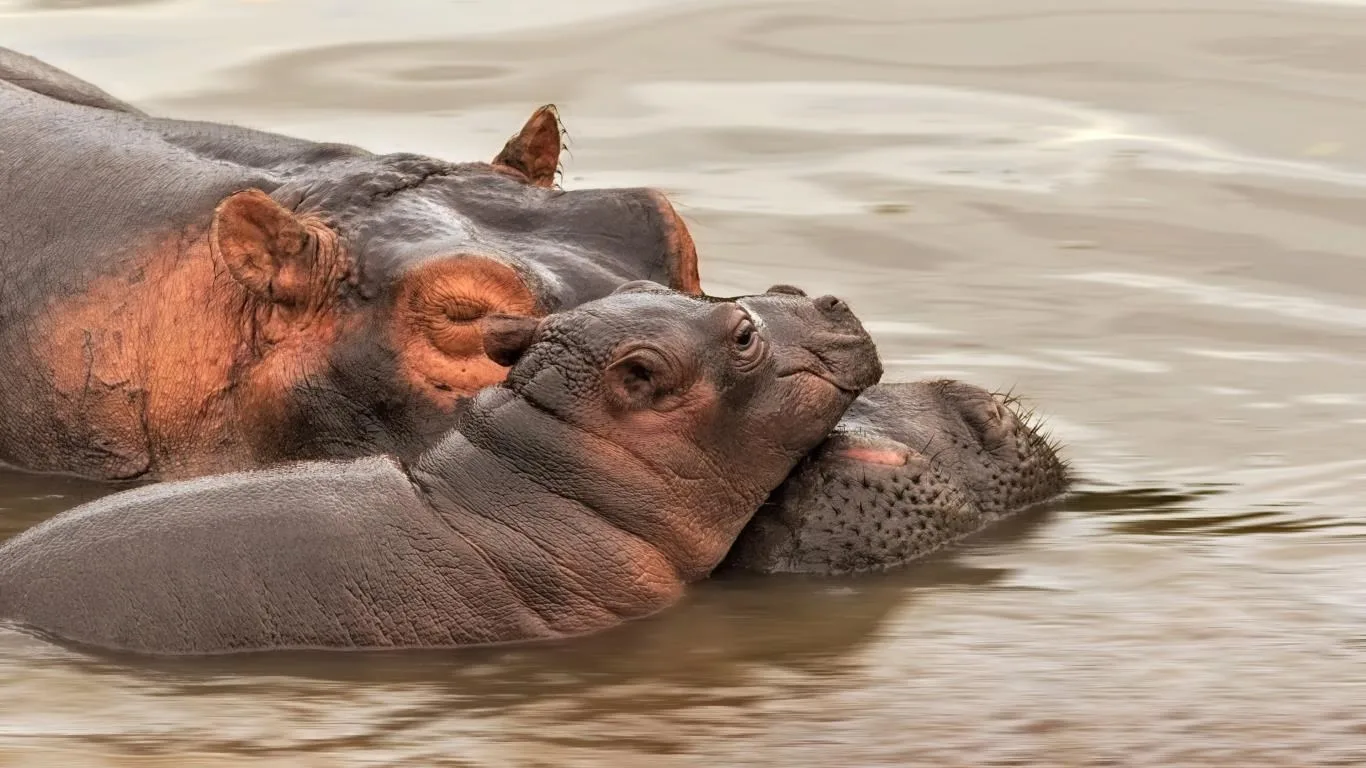 Animal Mothers 2 screenshot 2