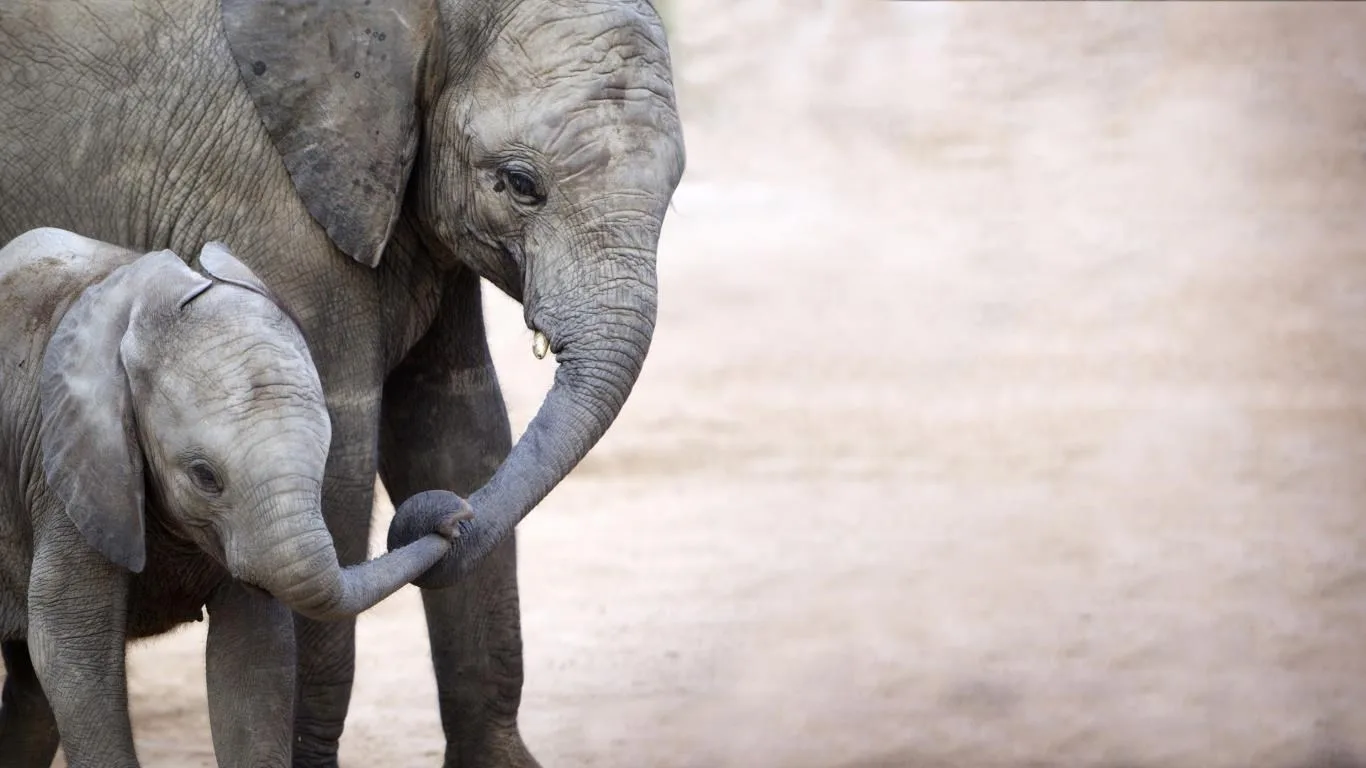 Animal Mothers 2 screenshot 3