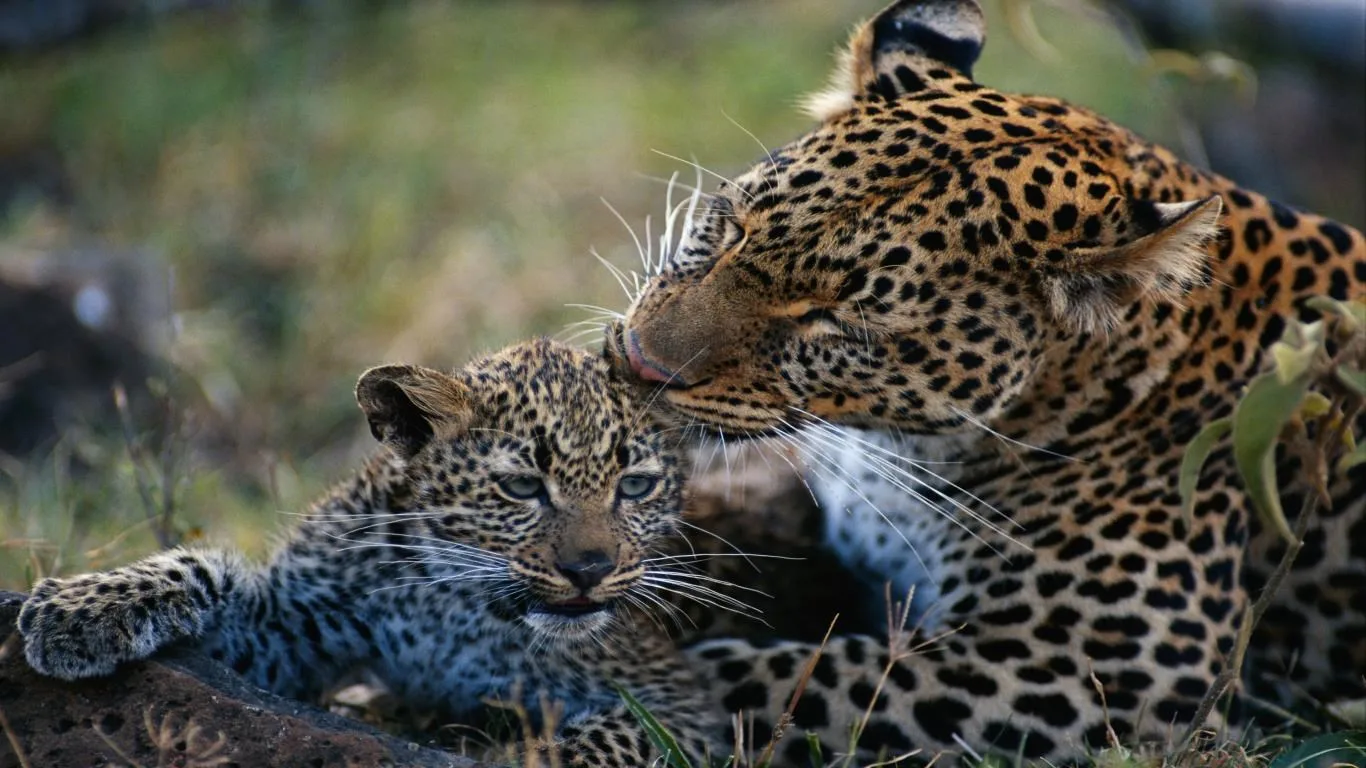 Animal Mothers 2 screenshot 4
