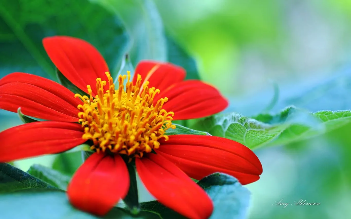 Austin Botanical Garden by Amy Alderman screenshot 1