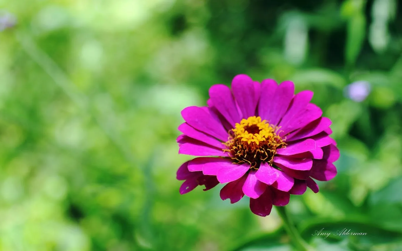 Austin Botanical Garden by Amy Alderman screenshot 2