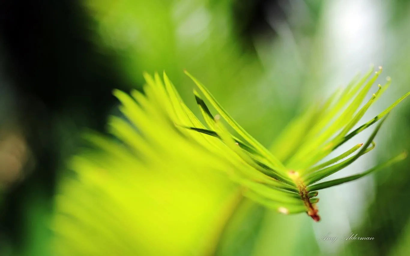 Austin Botanical Garden by Amy Alderman screenshot 3