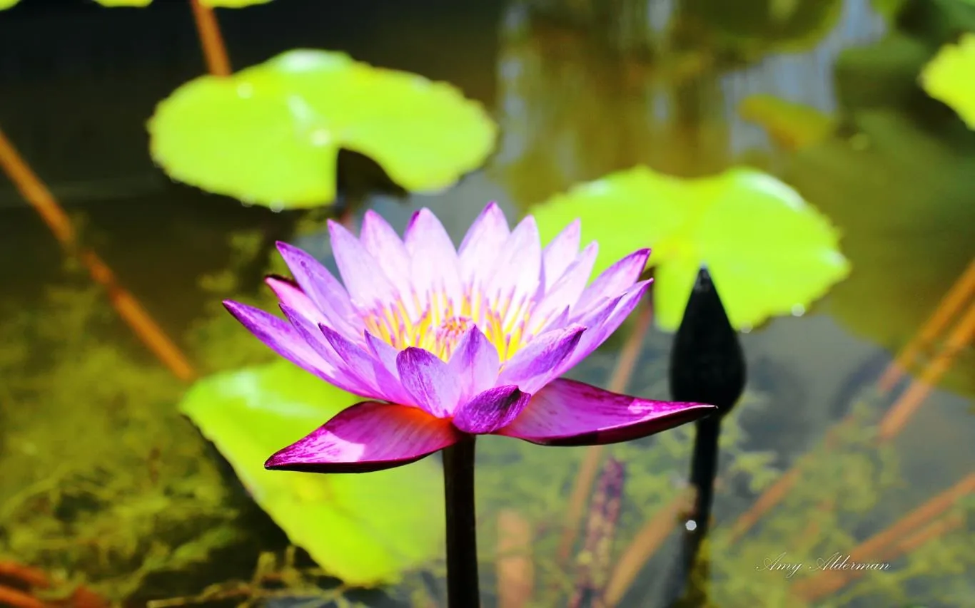 Austin Botanical Garden by Amy Alderman screenshot 4