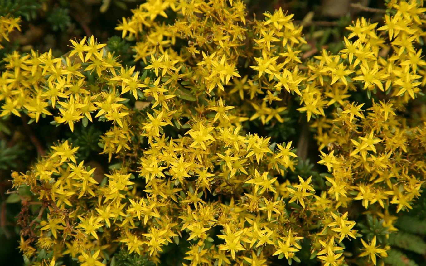 Flowers Foliage screenshot 1
