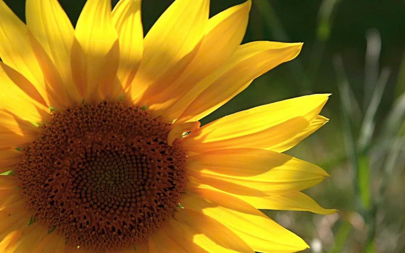 Flowers Foliage screenshot 4