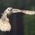 Birds of Many Feathers