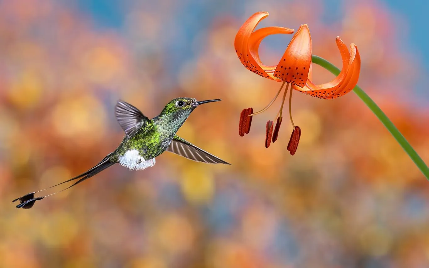 Birds of Many Feathers screenshot 2