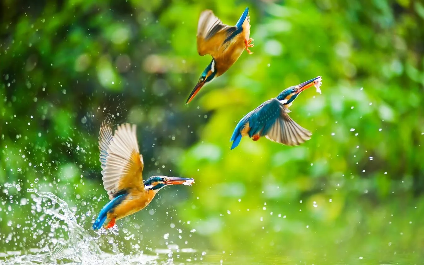 Birds of Many Feathers screenshot 3