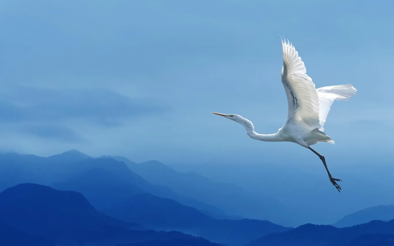 Birds of Many Feathers screenshot 4