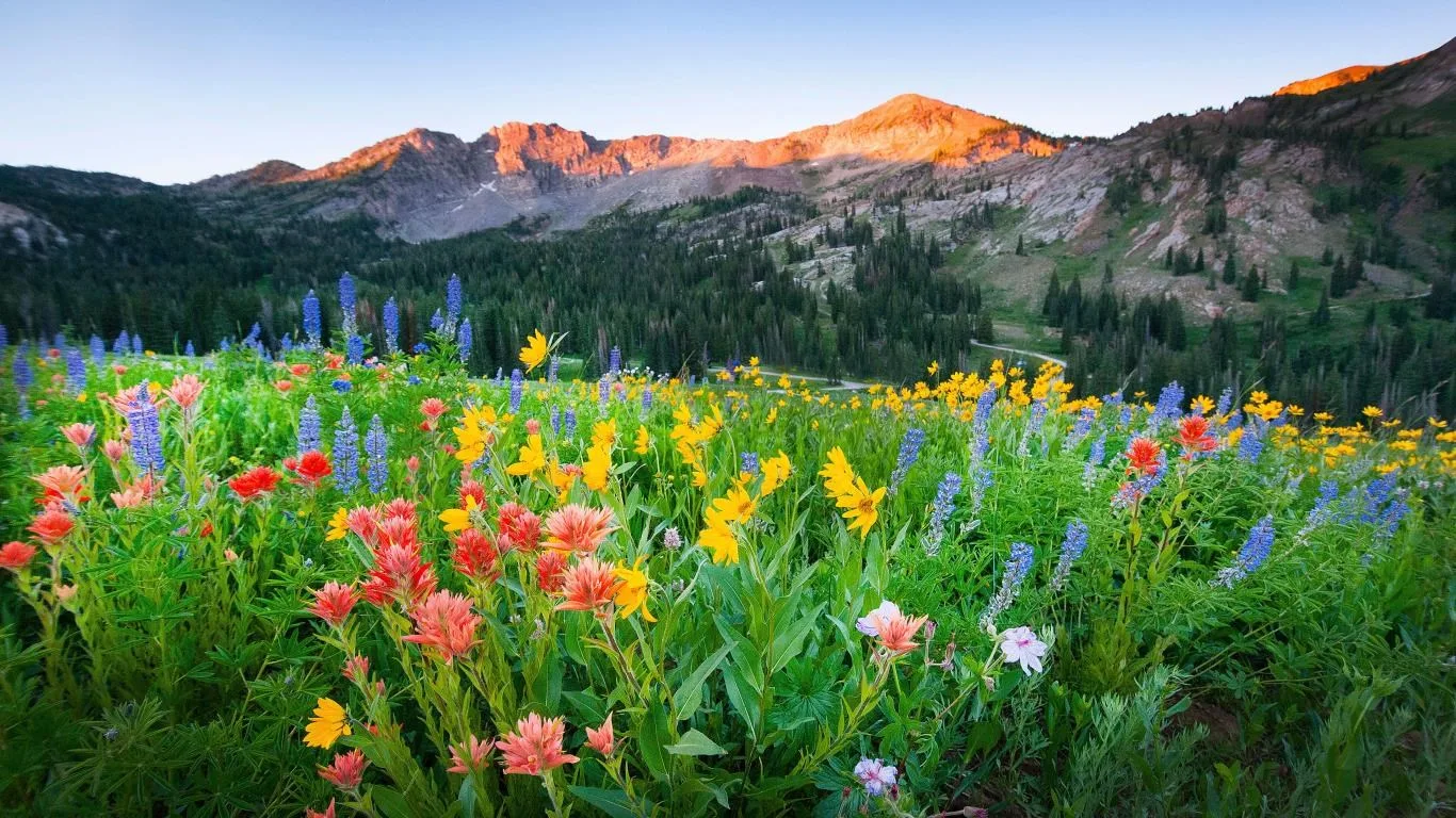 Wildflowers screenshot 3