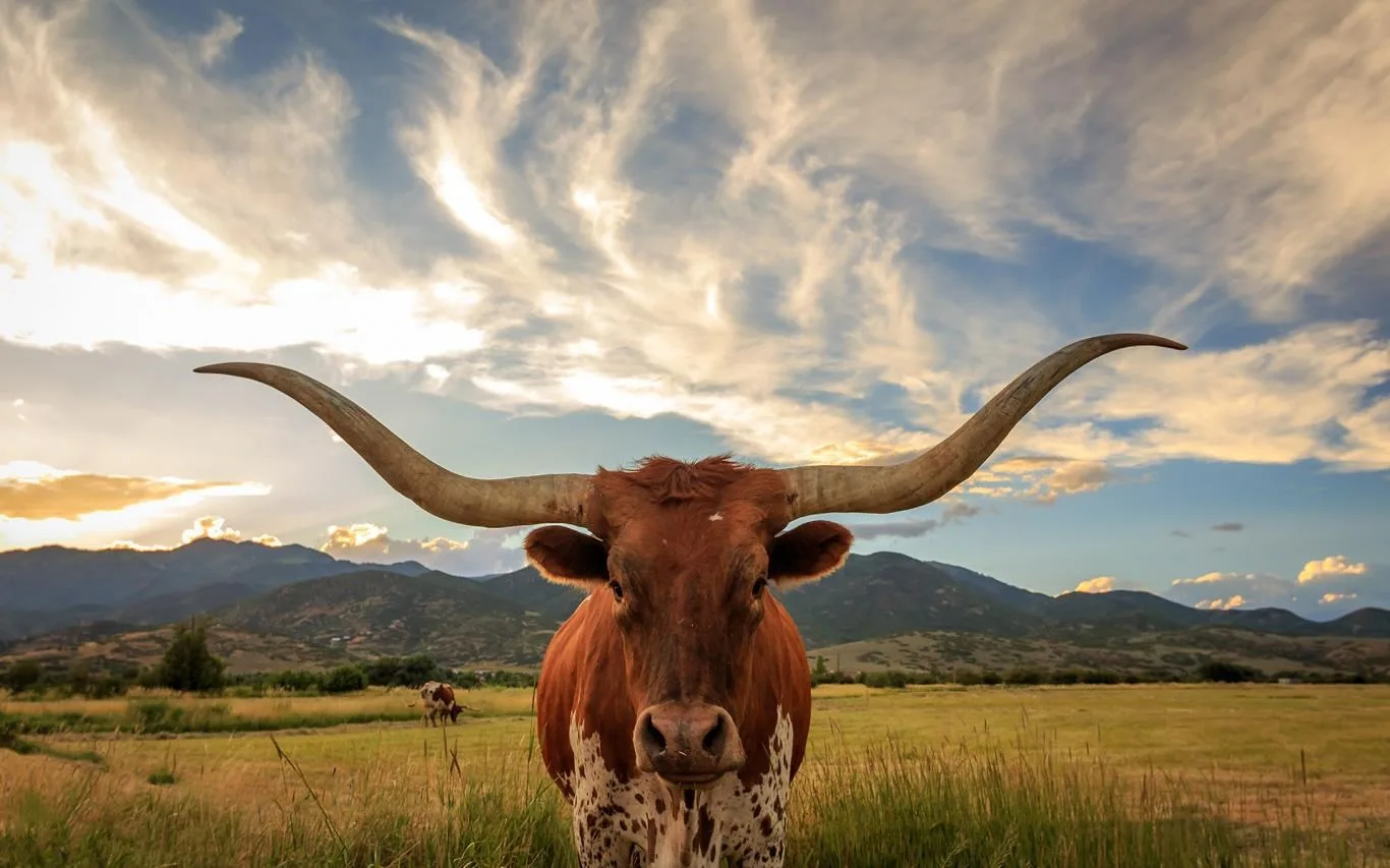 Antlers and Horns screenshot 1