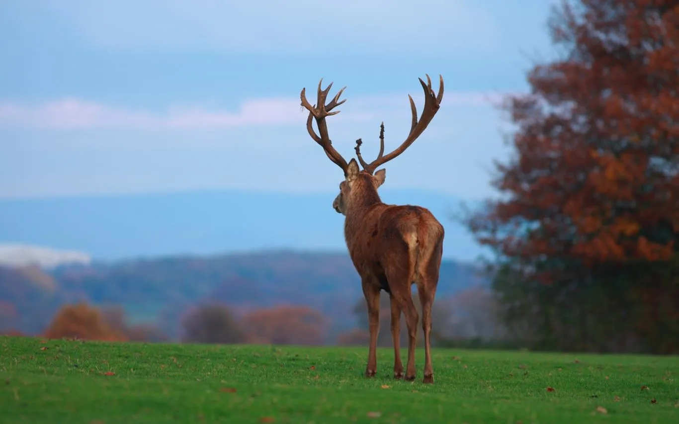 Antlers and Horns screenshot 3