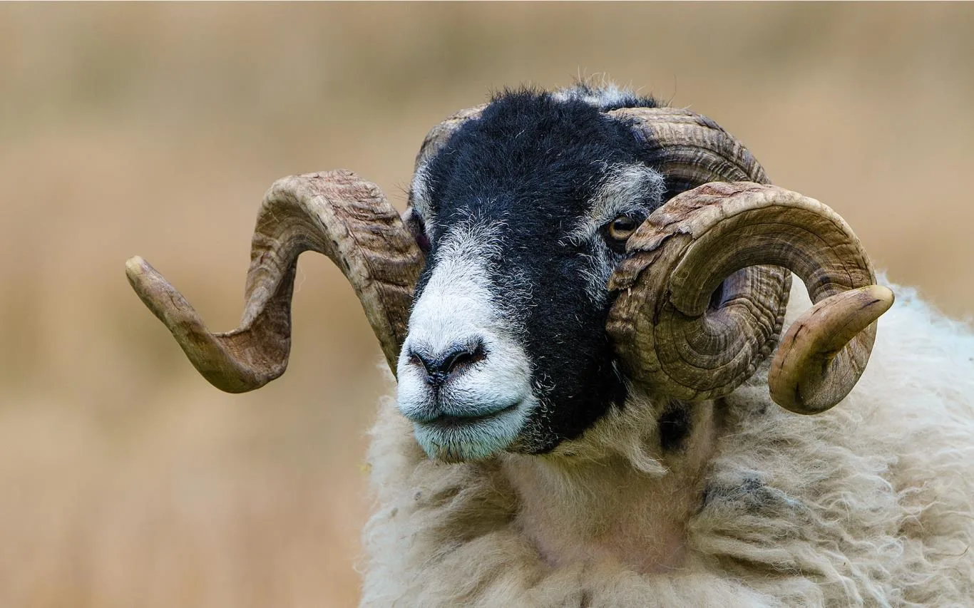 Antlers and Horns screenshot 4