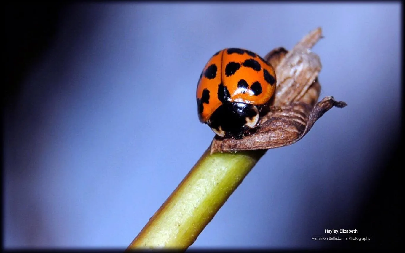 Garden Life 2 by Hayley Elizabeth screenshot 2