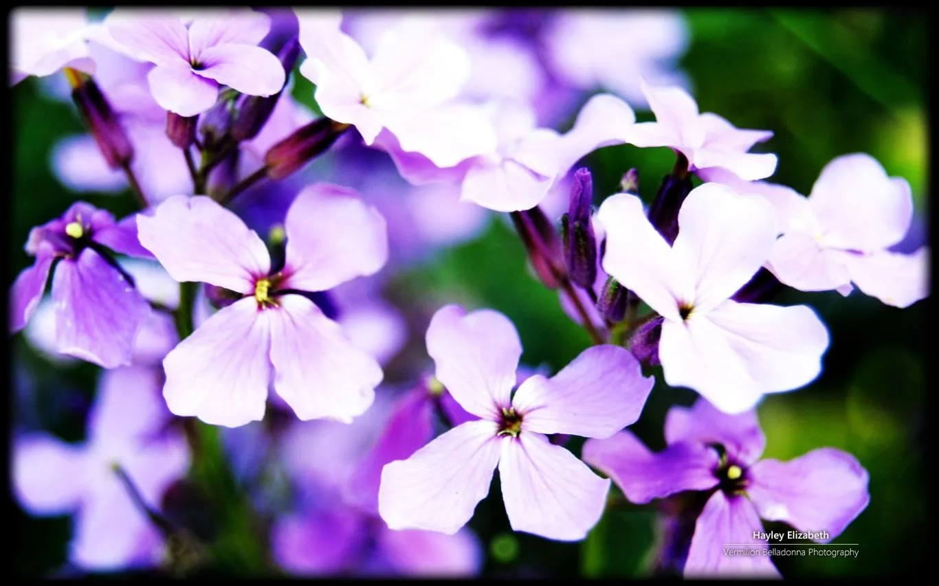 Garden Life 2 by Hayley Elizabeth screenshot 3
