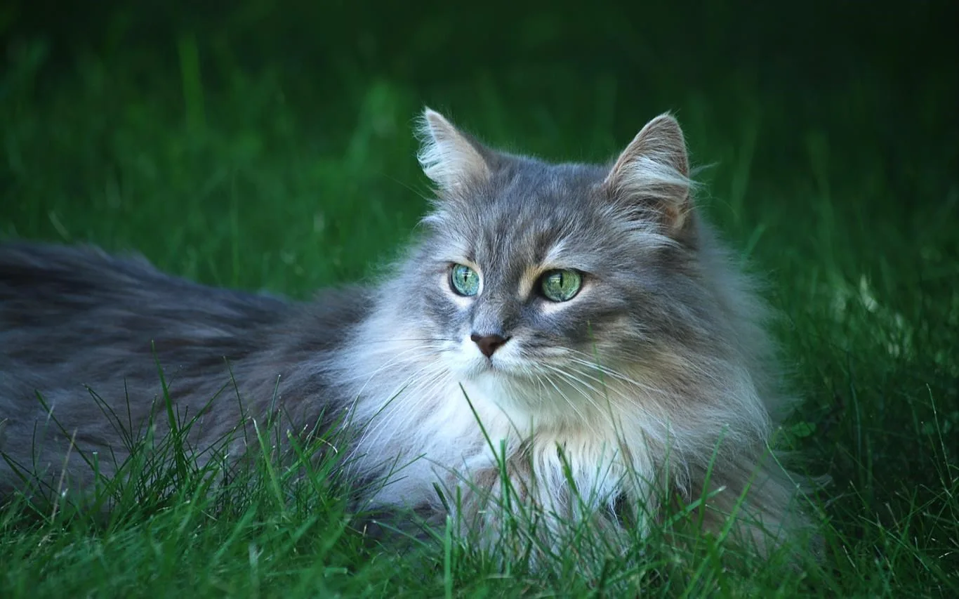 Cats Everywhere screenshot 2