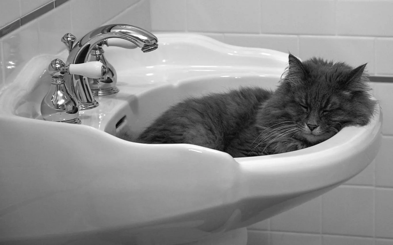 Cats Everywhere screenshot 3