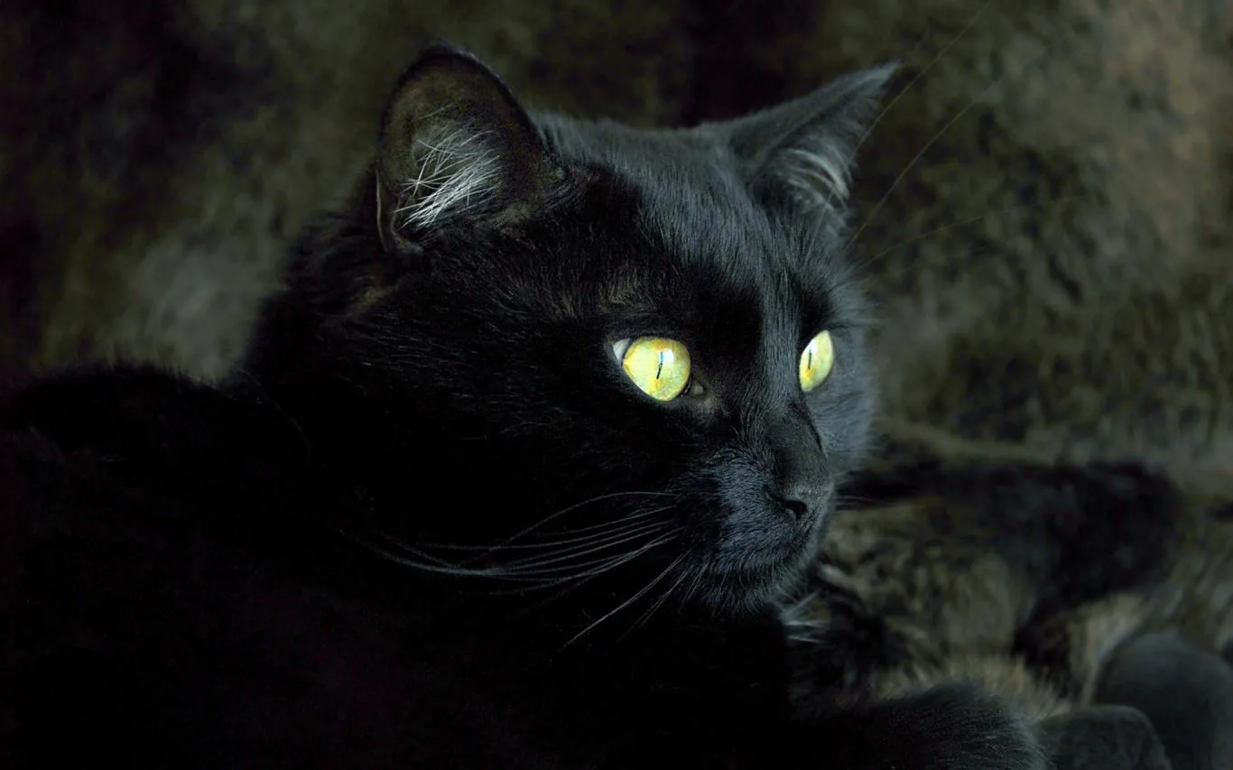 Cats Everywhere screenshot 4