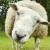 Sheepish