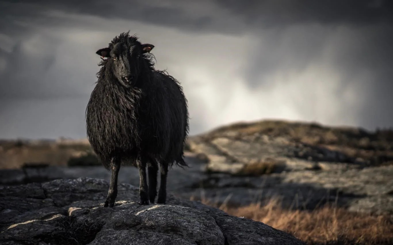 Sheepish screenshot 1