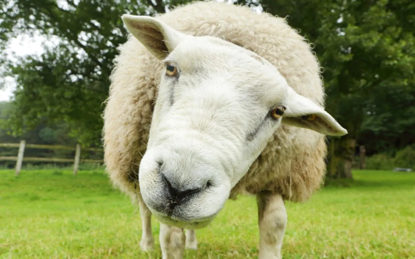 Sheepish screenshot 2