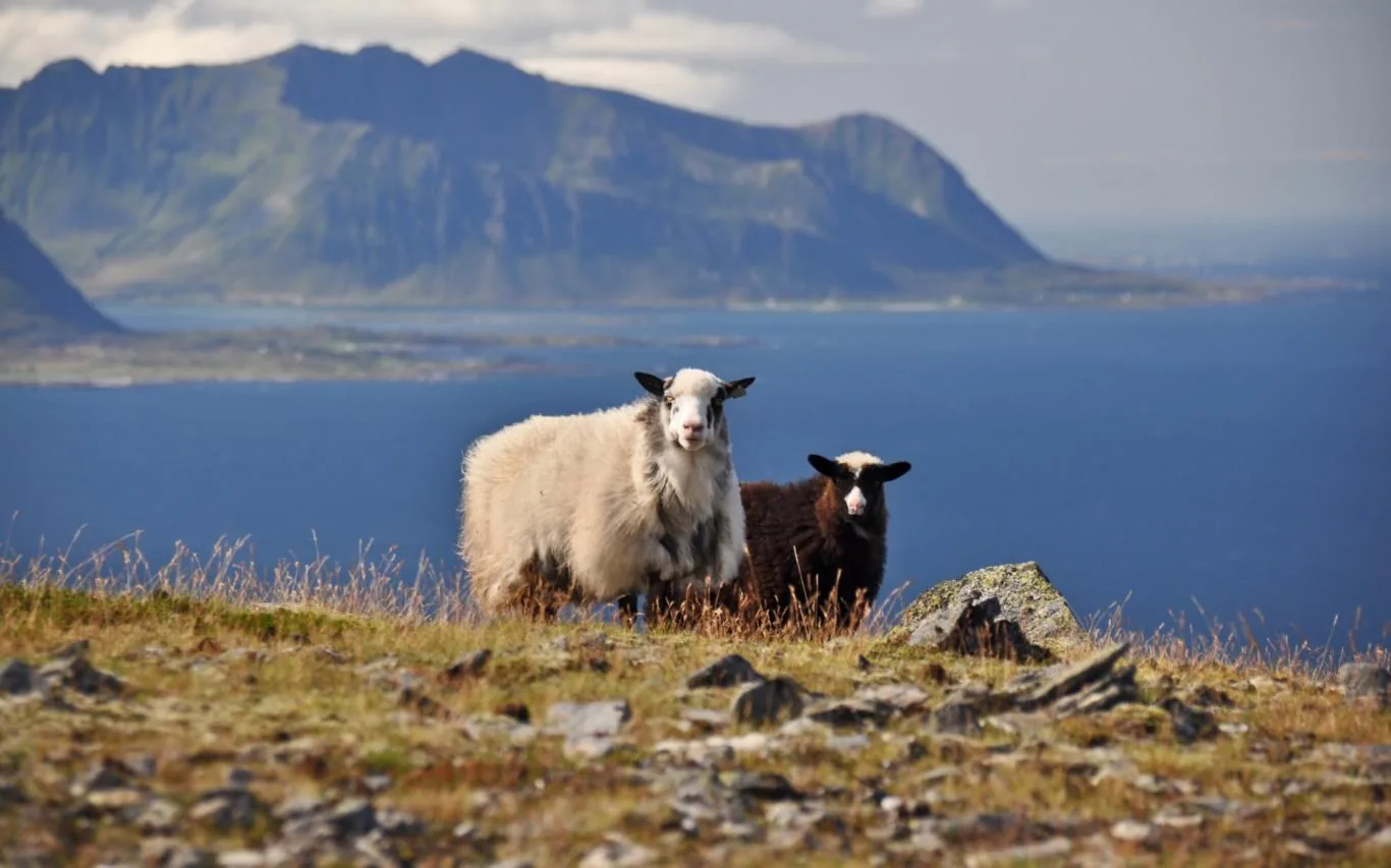 Sheepish screenshot 3
