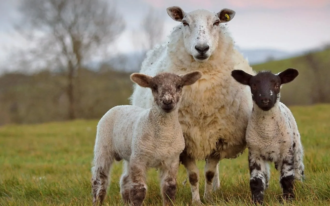 Sheepish screenshot 4