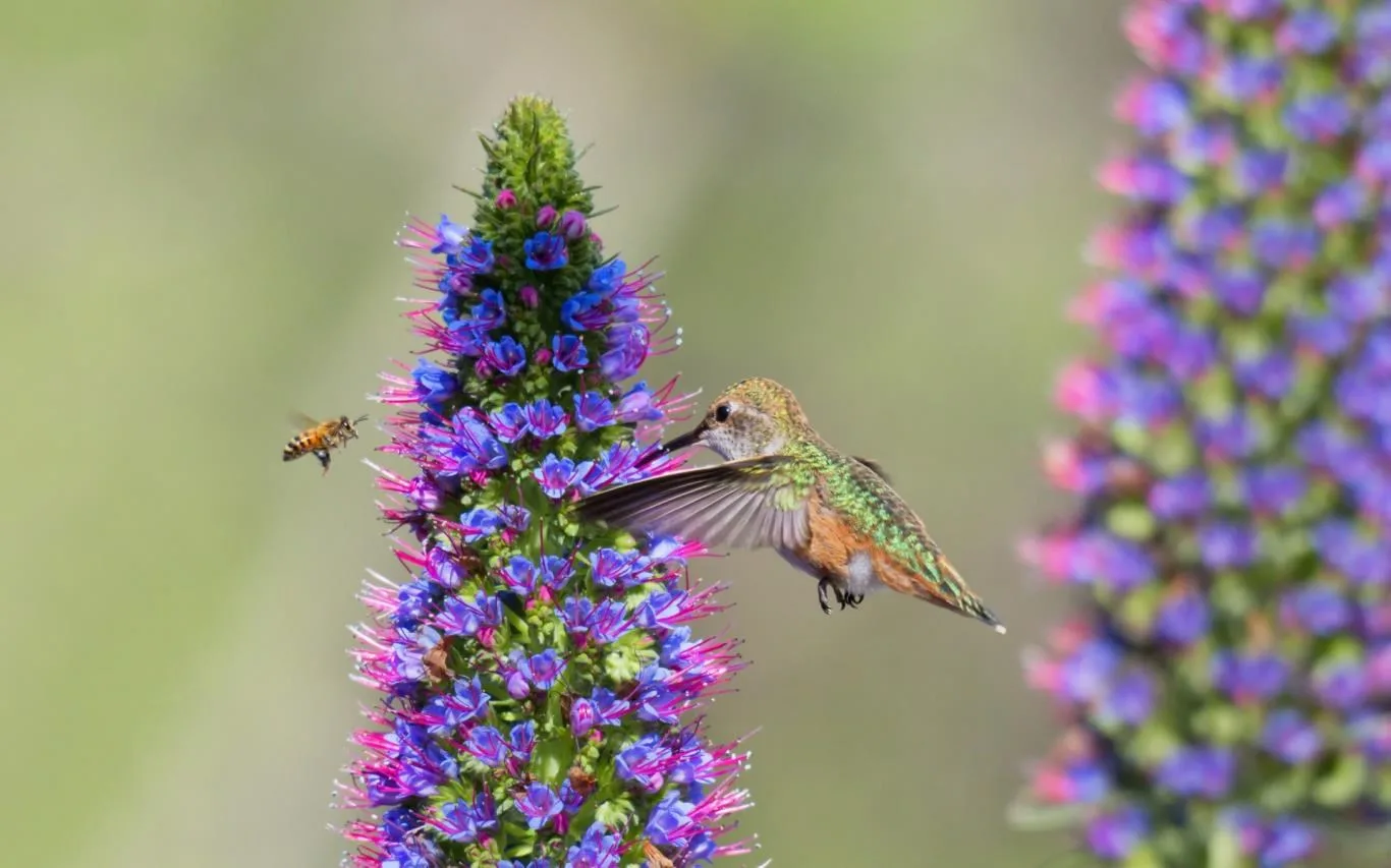 Birds, Bees, and Butterflies screenshot 3