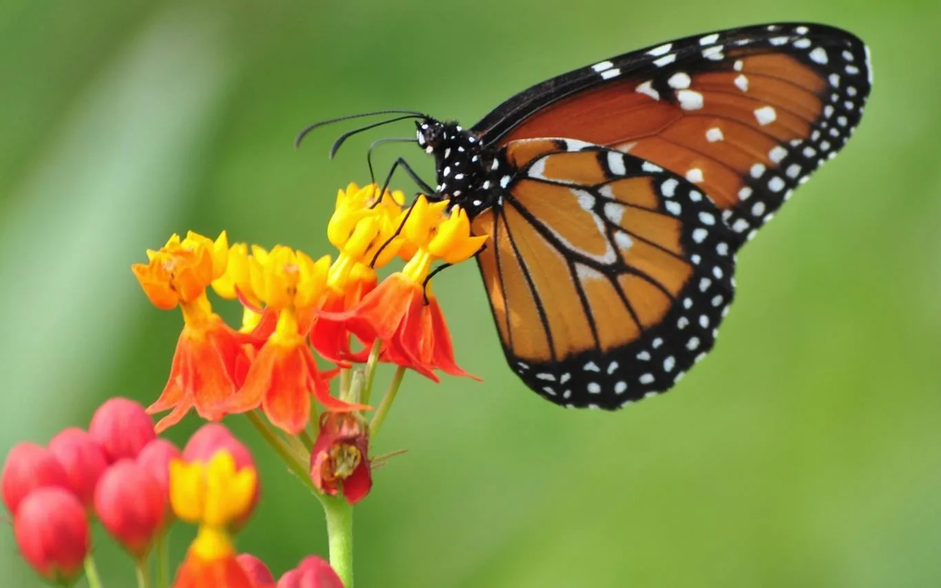 Birds, Bees, and Butterflies screenshot 4