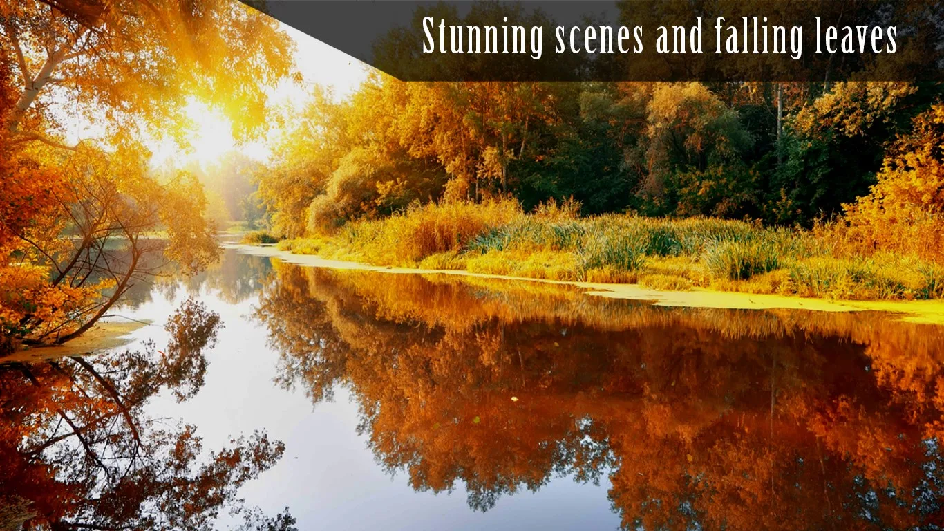 Autumn Ambience In HD screenshot 4