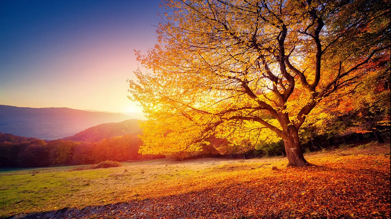 Autumn Ambience In HD screenshot 5