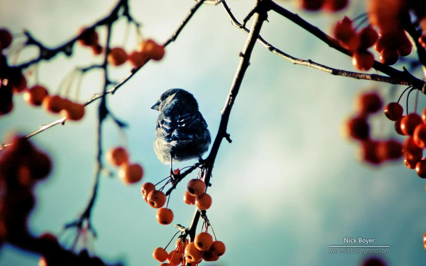 Garden Seasons by Nick Boyer screenshot 1
