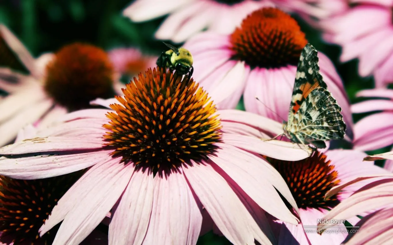 Garden Seasons by Nick Boyer screenshot 2