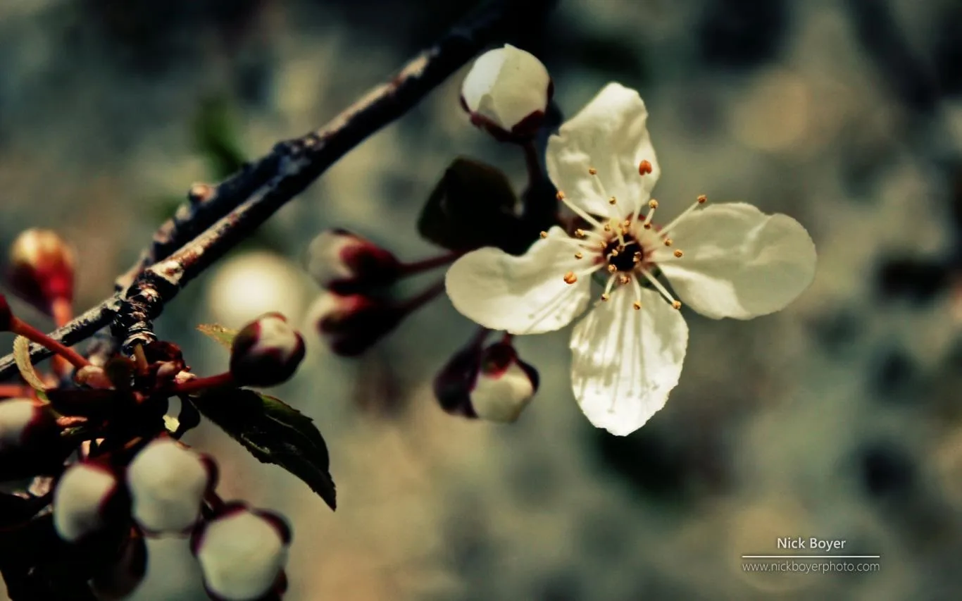 Garden Seasons by Nick Boyer screenshot 3
