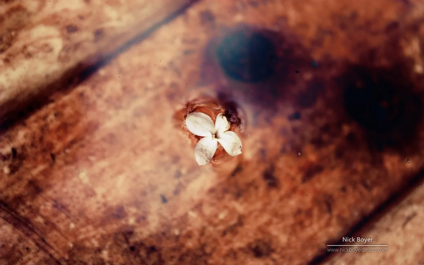 Garden Seasons by Nick Boyer screenshot 4