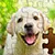 Jigsaw Puzzles Collection
