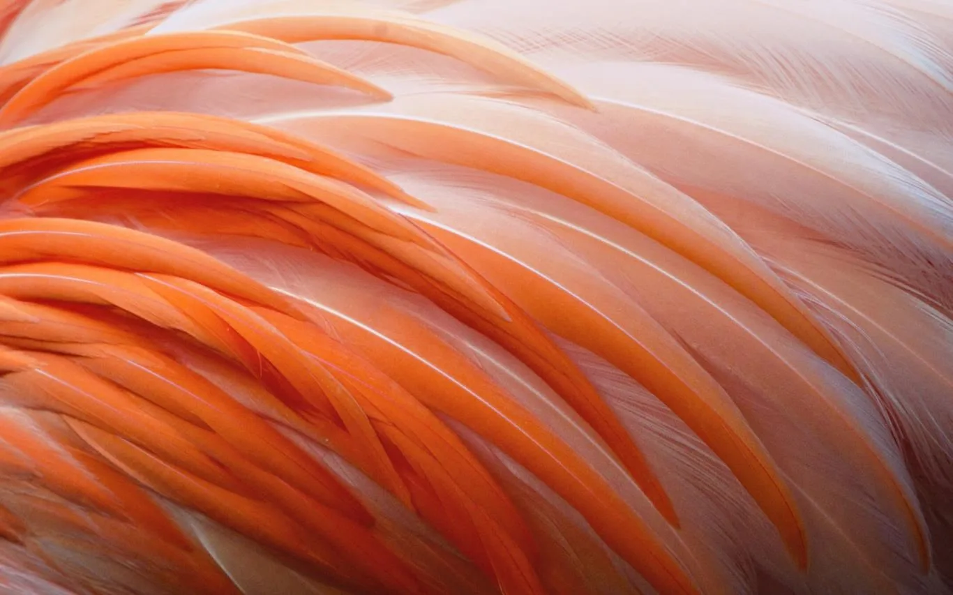 Feathers screenshot 1
