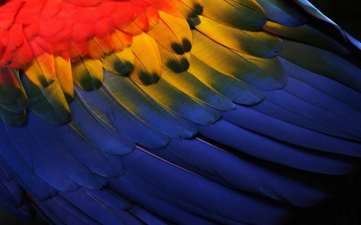 Feathers screenshot 2
