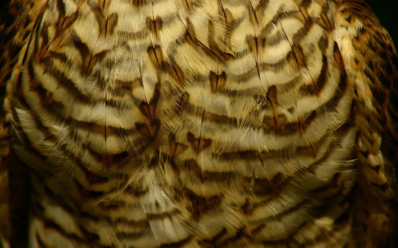 Feathers screenshot 4