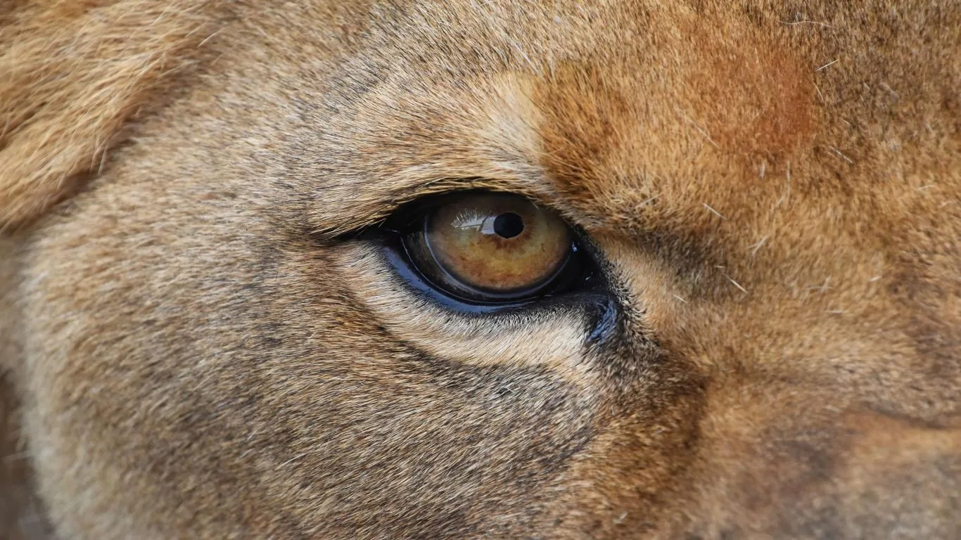 Wild Eyes screenshot 1